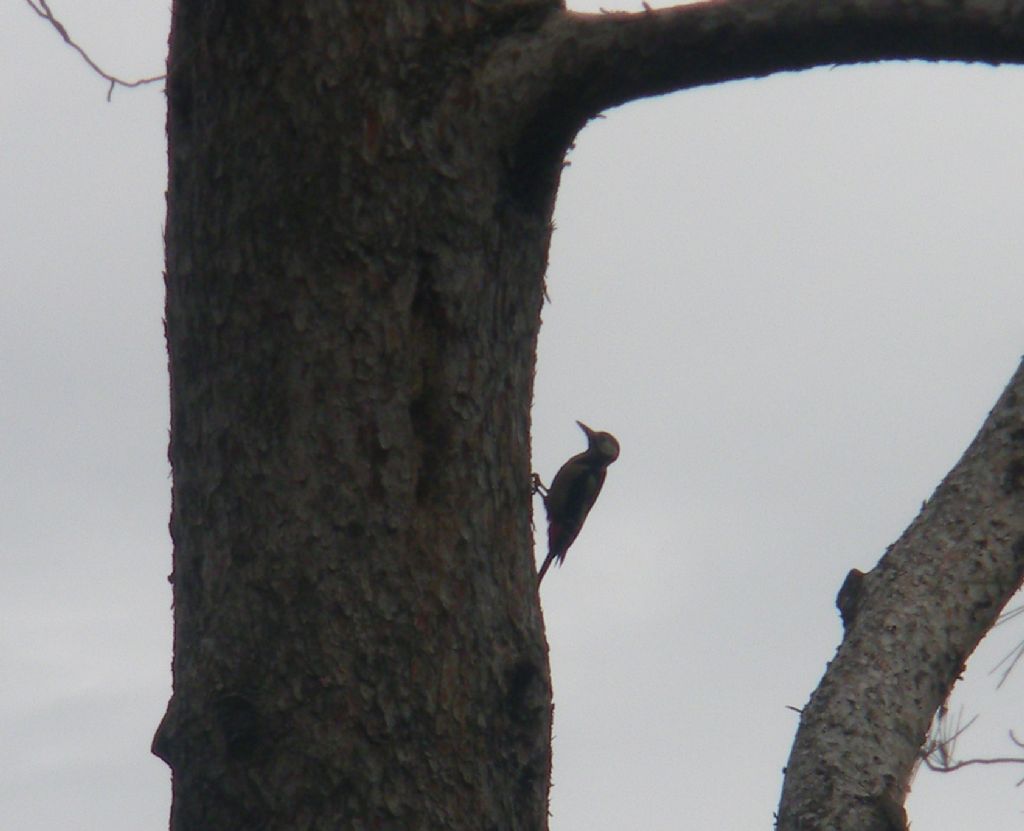 Picchio su grande pino: Picchio rosso maggioe (Dendrocopos major), giovane maschio